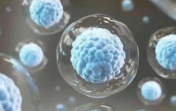 4AA的滋养层细胞为A级
