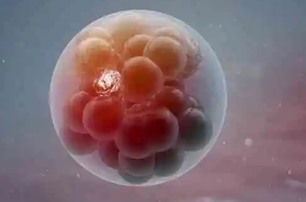 试管养成的囊胚胚胎级别5ab在质量方面是最好的吗？