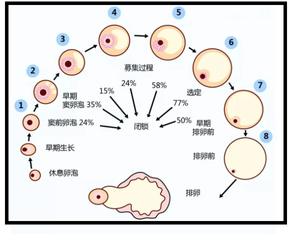 卵泡大小和月经周期有关