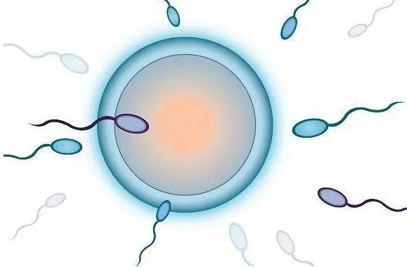 c级精子可否调理到ab？怎么改善精子质量
