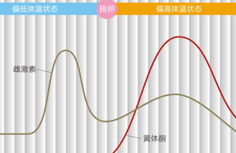 排卵期出血体温会升高