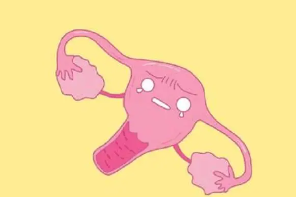 弓形子宫又称鞍状子宫