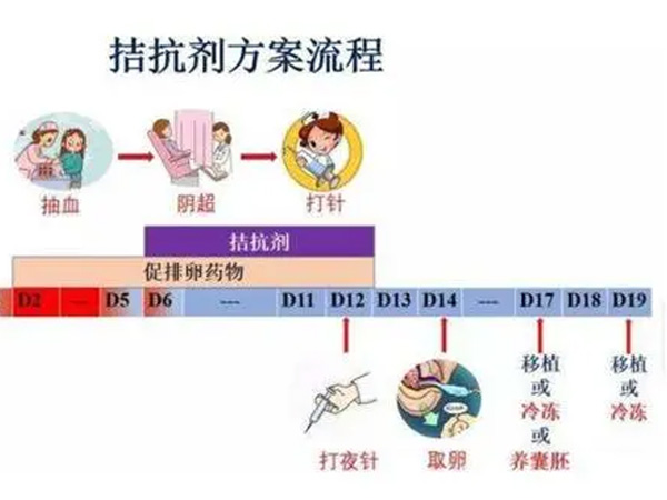 拮抗剂方案流程图