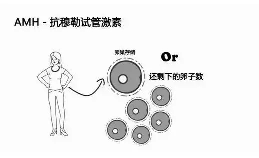 AMH值仅为0.01还能够做试管婴儿吗？