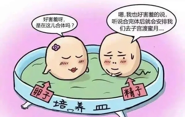 二代试管养囊的成功率主要看精子还是卵子呢？