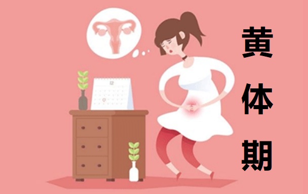 黄体期