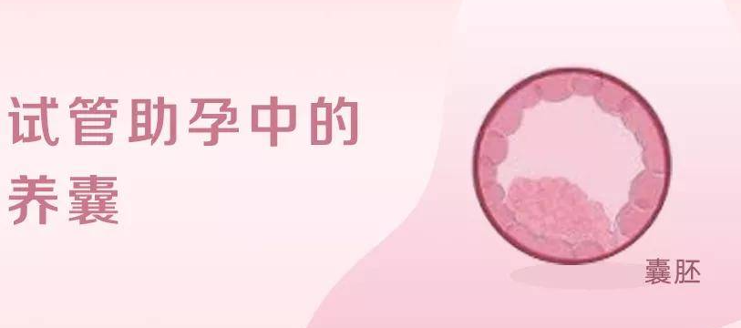 试管胚胎养囊的成功率，试管养囊适合哪些人?