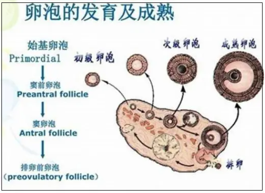 卵泡发育的四个阶段大小有差异，发育期增长速度最快