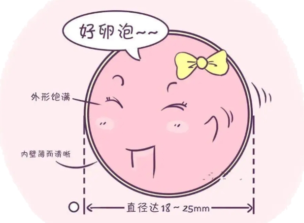 卵泡大小
