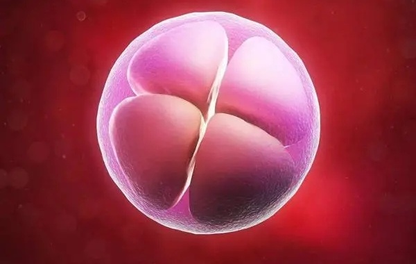 二代试管培养5天的囊胚3bb是优质胚胎吗？