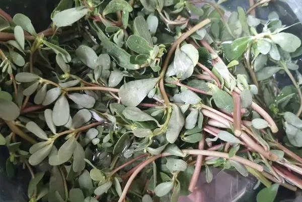 试管婴儿全程禁吃十大蔬菜清单出炉，3类食物再馋也别盲目食用