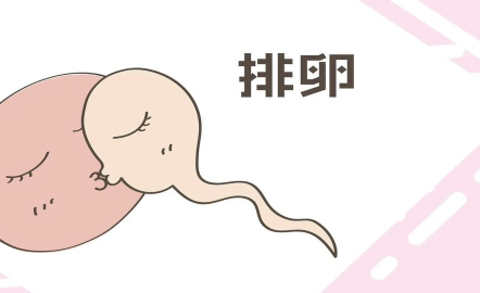 女性不孕与不排卵有关系吗