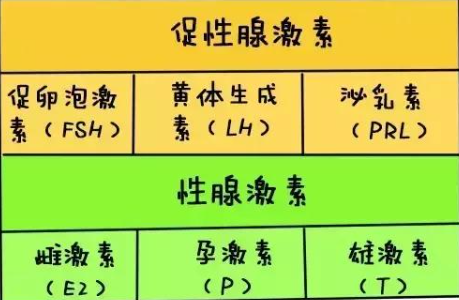 做试管时医生常说的icsh在医学上是什么意思？