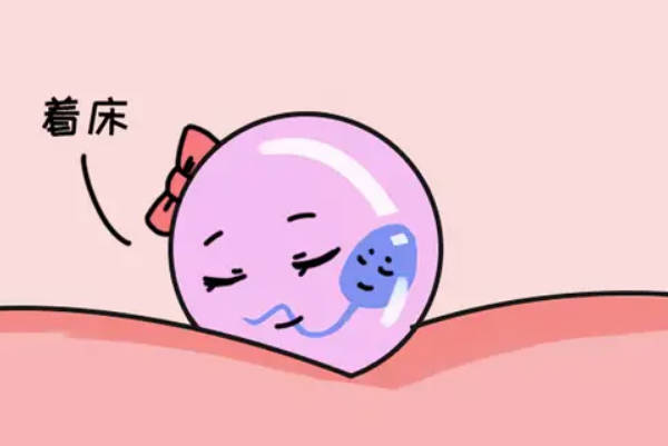 六细胞三级胚质量着床成功率揭秘！养囊其实并非唯一归宿