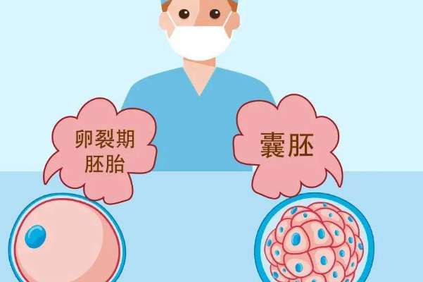 试管第5天3bb和3bc两个胚胎对比哪个移植成功率更高？