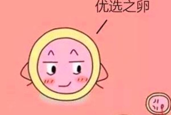 雌二醇过高会影响卵泡质量