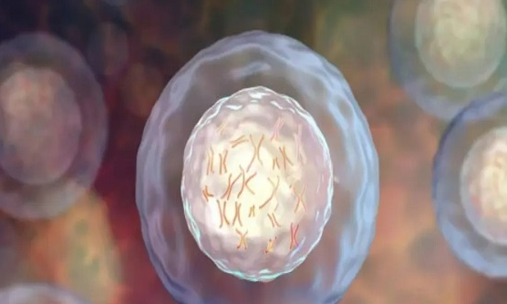 做三代试管在取卵后第三天移植鲜胚大概几天可以着床成功？