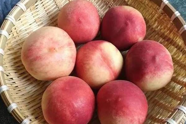 孕妇吃油桃会滑胎