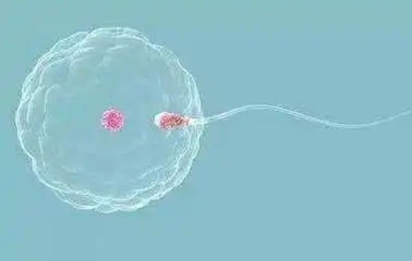 培养三天的优质鲜胚移植后是怀男孩多还是女孩多？