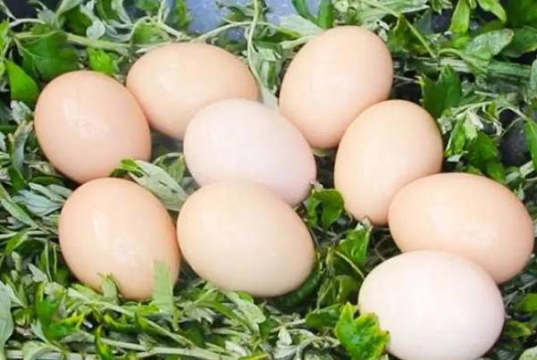 女性怀孕后要少量食用艾草