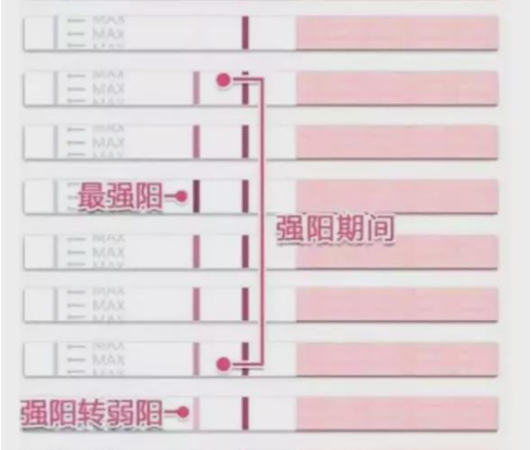 卵泡长到18mm左右会排出