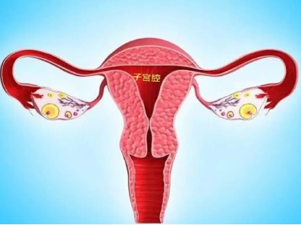 为什么内膜转c才移植，移植后的黄金48小时