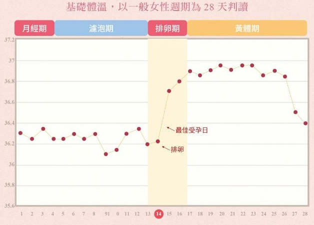 排卵期基础体温会增高