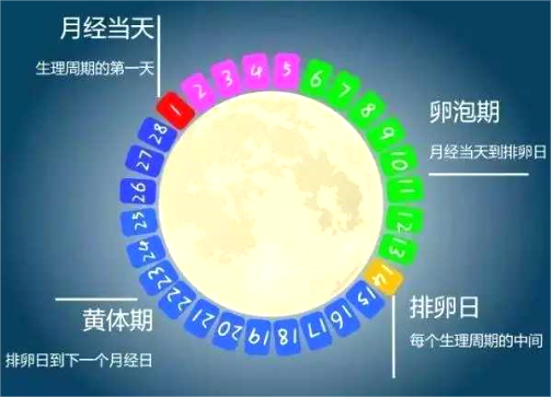 排卵期为排卵日的后五天