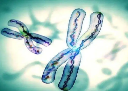 染色体检查价格因地区消费水平而有所区别