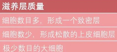 囊胚的滋养层细胞是囊胚外层的细胞