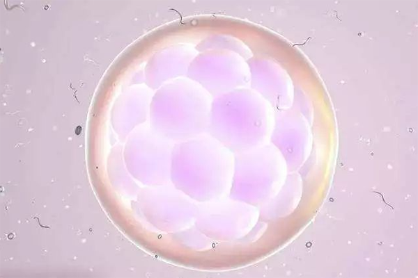 拮抗剂方案取卵后2-3个月进行移植
