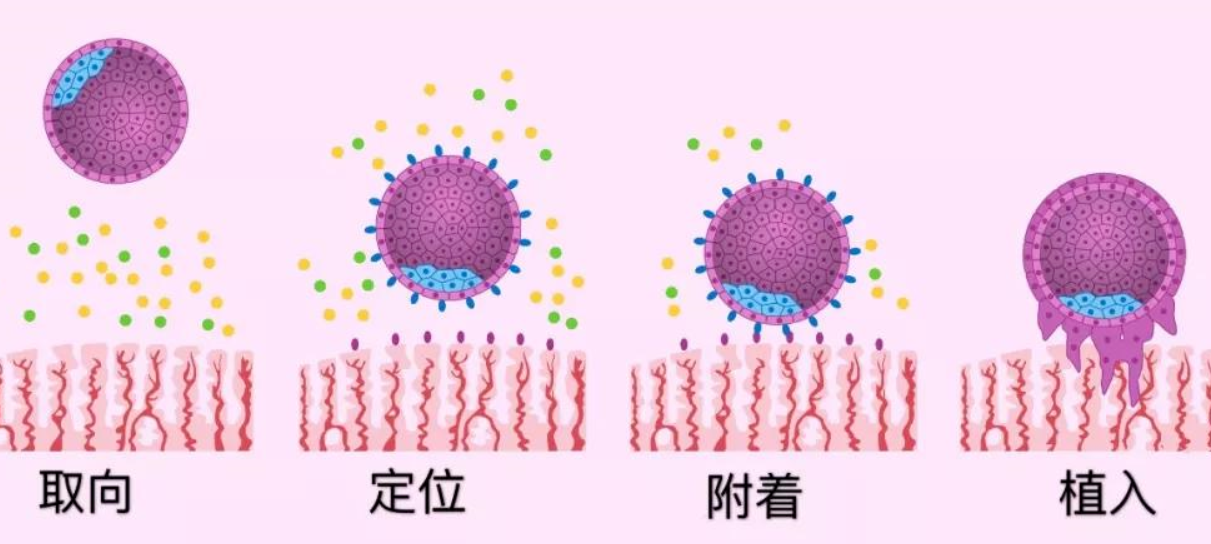 3代试管婴儿着床过程图是怎样的？
