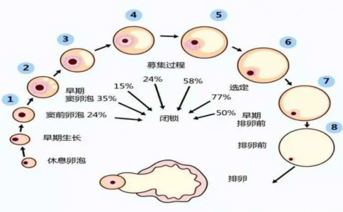 窦卵泡多少才算正常？