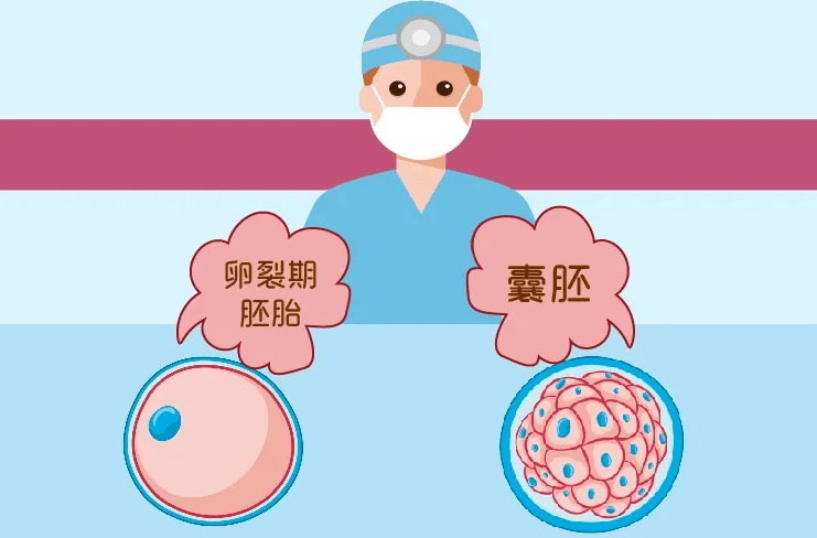 试管养囊和不养囊的区别，试管养不养囊各有优缺点