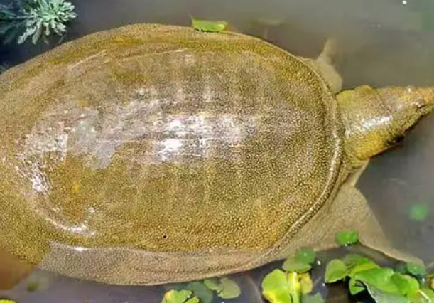 孕妇禁止吃的18种食物列表，这份饮食大全准妈妈赶紧收藏！