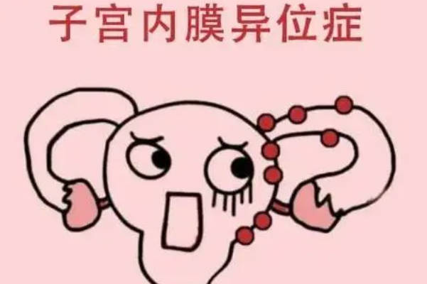贝依的5大作用与功效揭秘，不止对治疗子宫腺肌症有好处