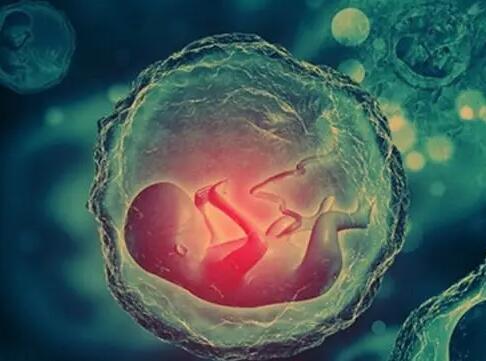 做二代试管婴儿移植3天鲜胚和5天囊胚哪个着床成功率高？